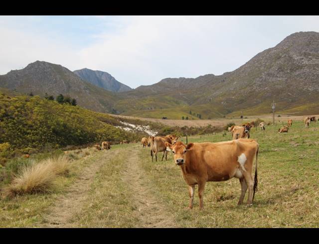 911HA FARM FOR SALE IN RIVERSDALE RURAL